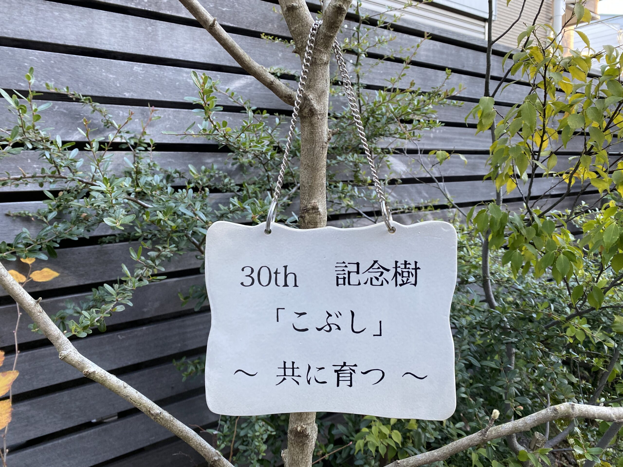 30周年記念植樹こぶし